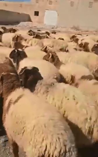 فيديو سوريا